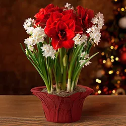 Flower Gifts category image