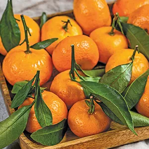Tangerines category image