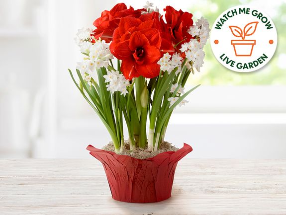 Amaryllis Trio with Paperwhites Bulb Garden