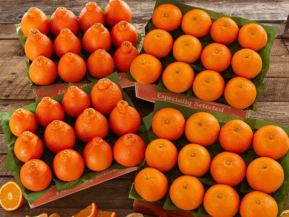 Honeybells & Navels