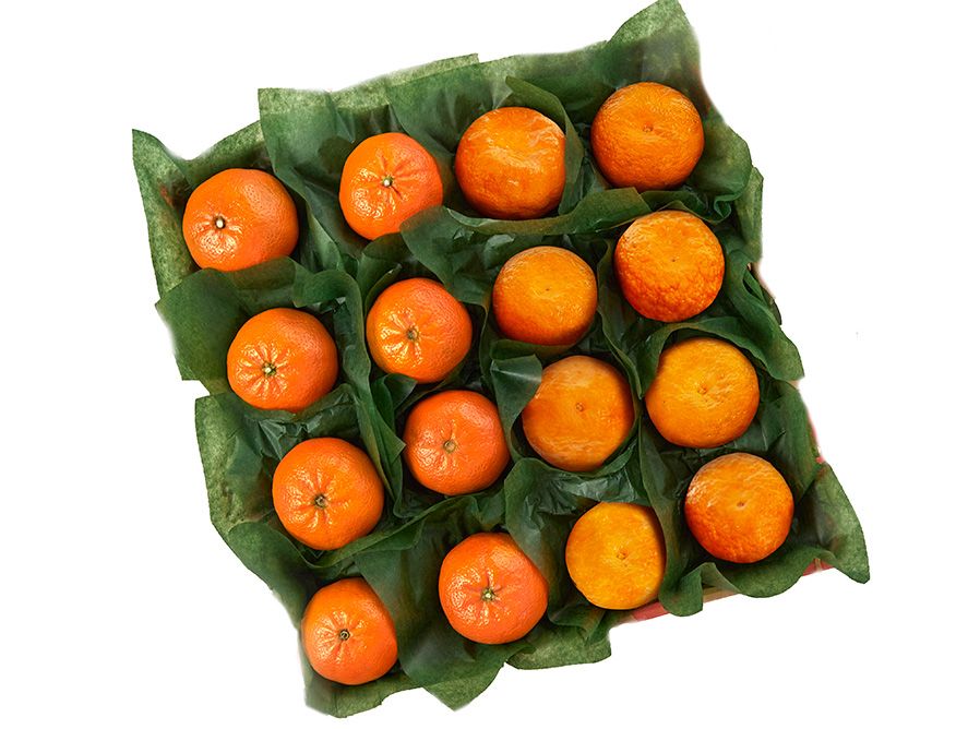 Tangerine Duo | Sun Harvest