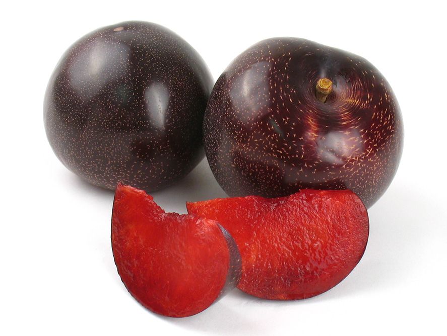 Plumogranate Plumcots