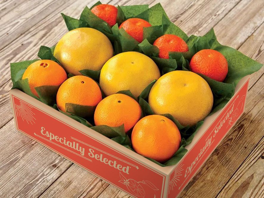   CITRUS GROVE 6枚セット 約27cm Grove Citrus Trio