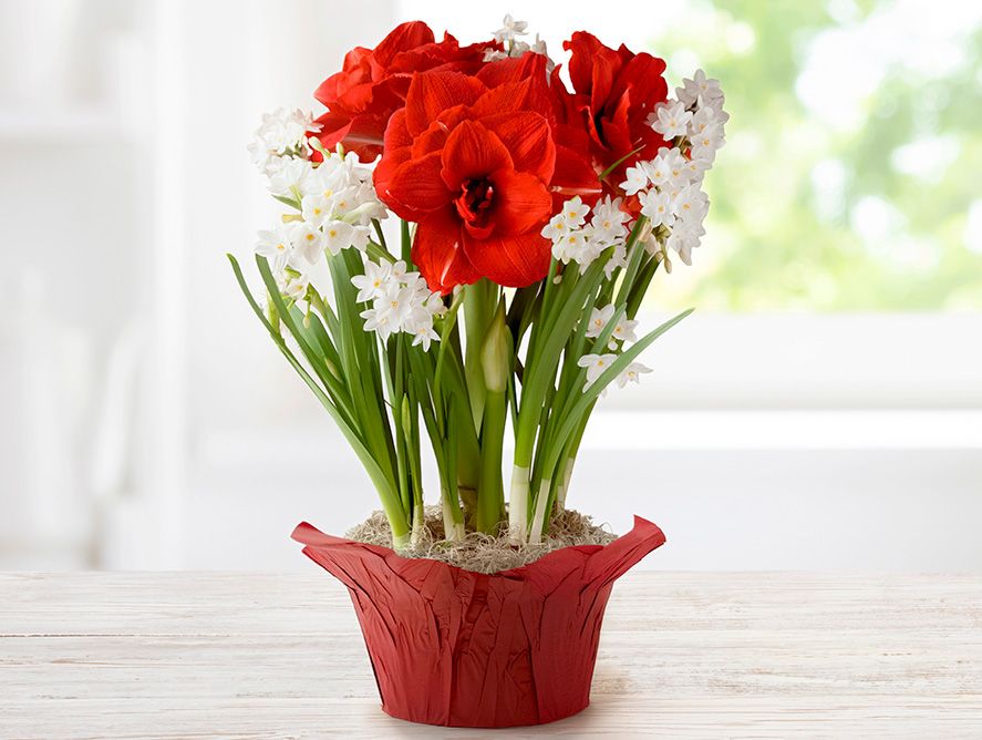 Amaryllis Trio with Paperwhites Bulb Garden