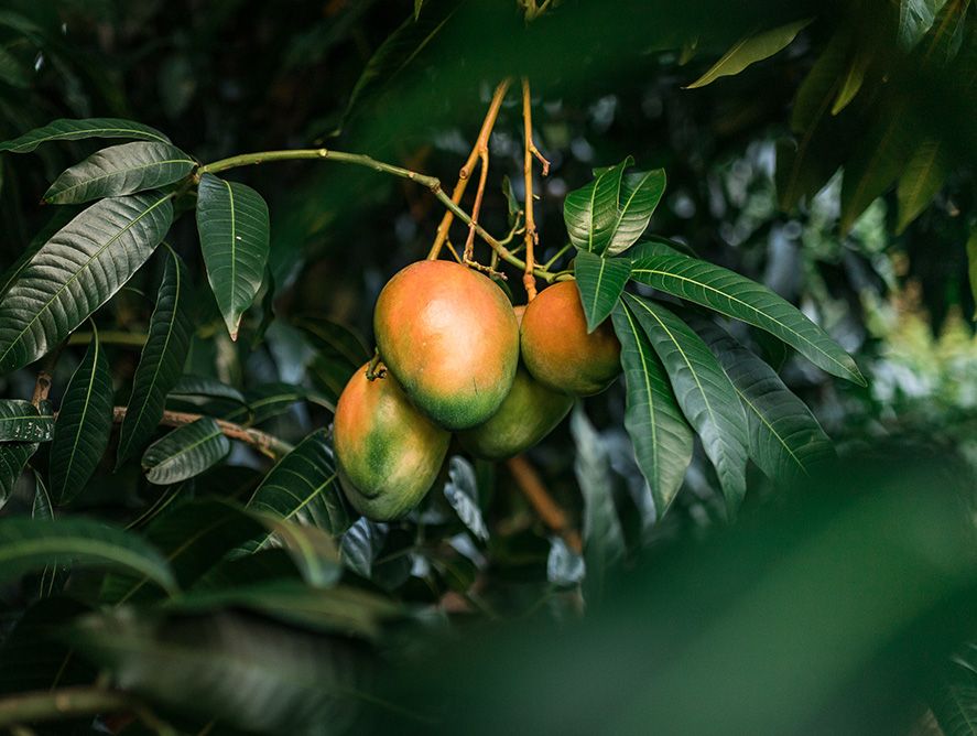SH26-TropicalMangos_01.jpg