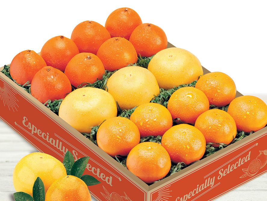 Grove Citrus Trio