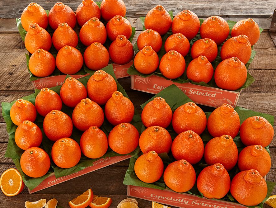 sh25-honeybells_02.jpg