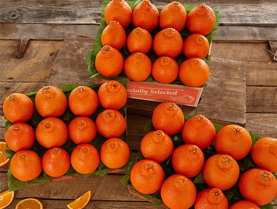 sh25-honeybells_03.jpg