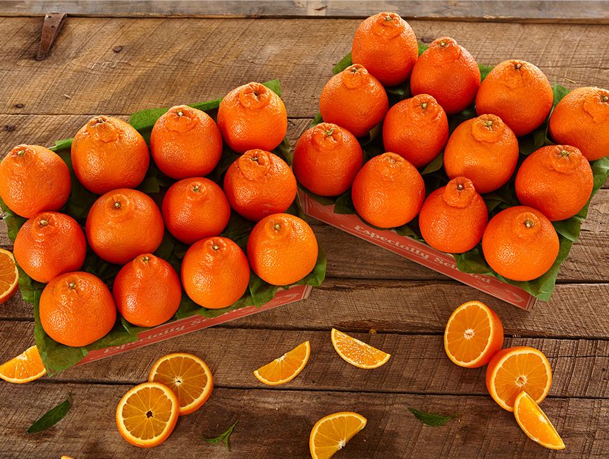 sh25-honeybells_04.jpg