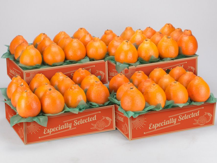 shc24-goldenhoneybells_02.jpg