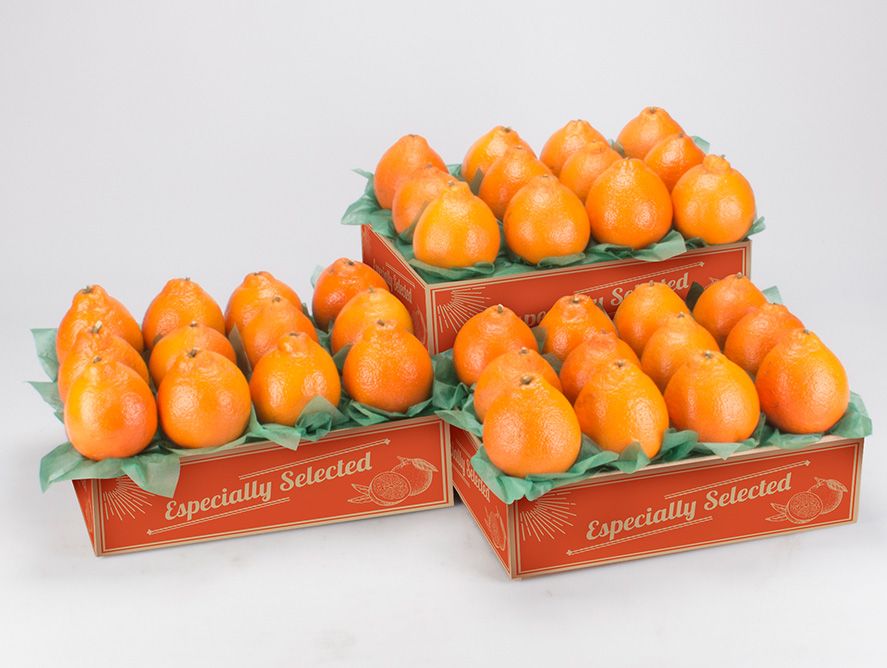 shc24-goldenhoneybells_03.jpg