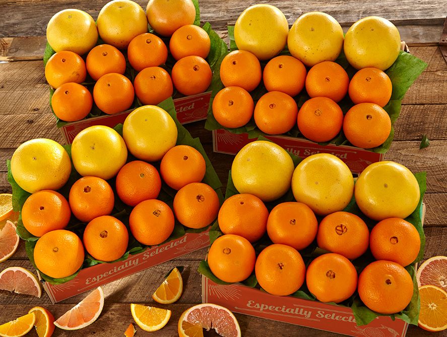 shc24-navelgrapefruit_01.jpg