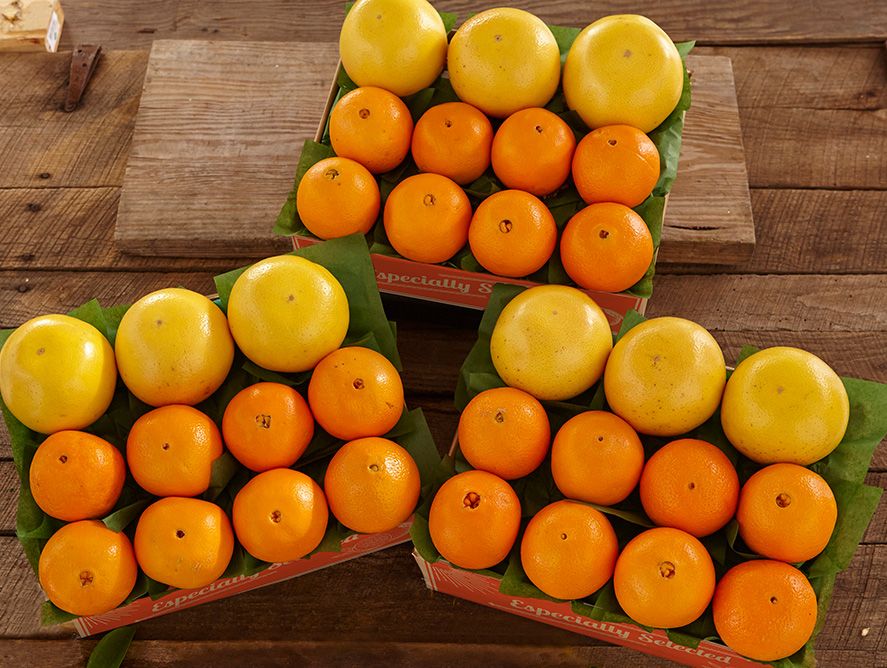shc24-navelgrapefruit_02.jpg
