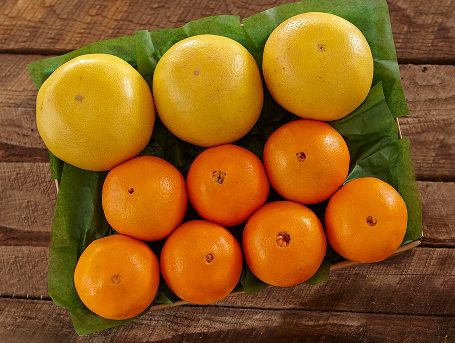 shc24-navelgrapefruit_04.jpg